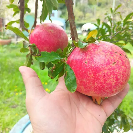 Narniandum Est Locazione Turistica Narni