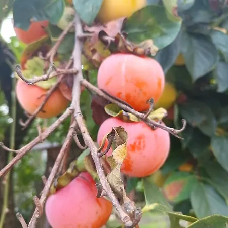 Nyaraló Narniandum Est Locazione Turistica