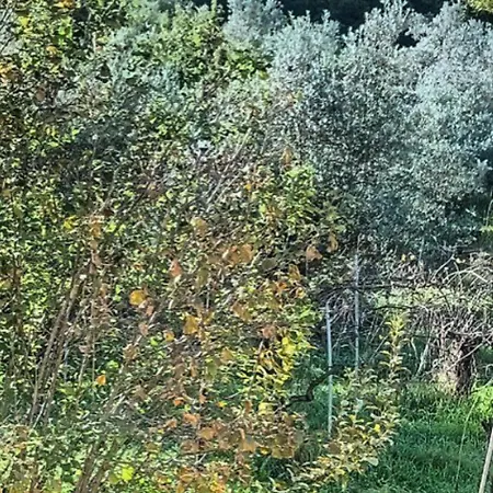 Narniandum Est Locazione Turistica *