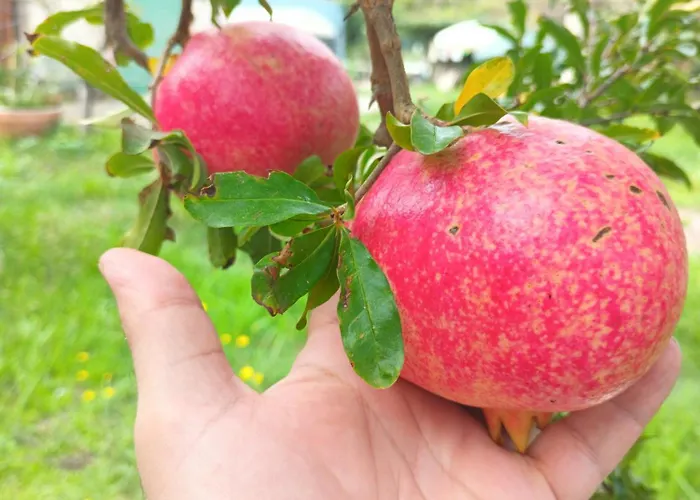 Narniandum Est Locazione Turistica Narni