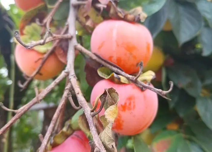 펜션 Narniandum Est Locazione Turistica